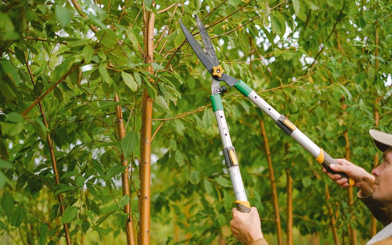 Tree trimming in Duanesburg, NY